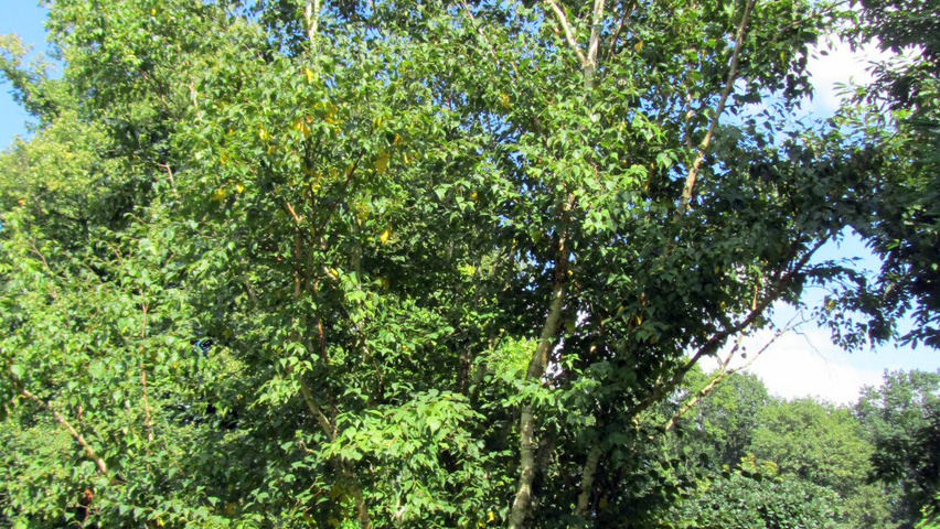 Betula ermanii chatakterystyczne