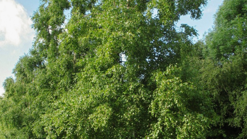 Betula ermanii pienne