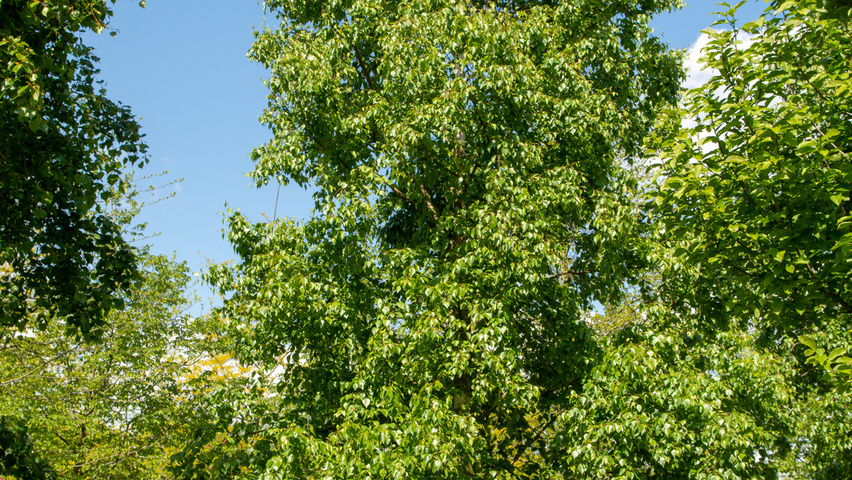 Betula ermanii pienne