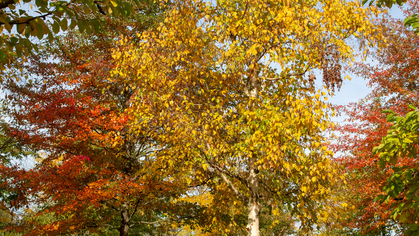 Betula ermanii pienne