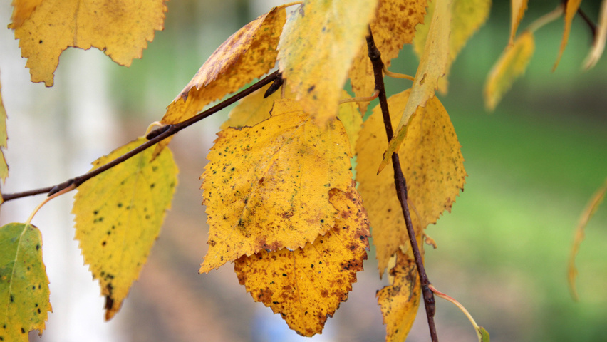 Betula ermanii 'Holland' herfstblad
