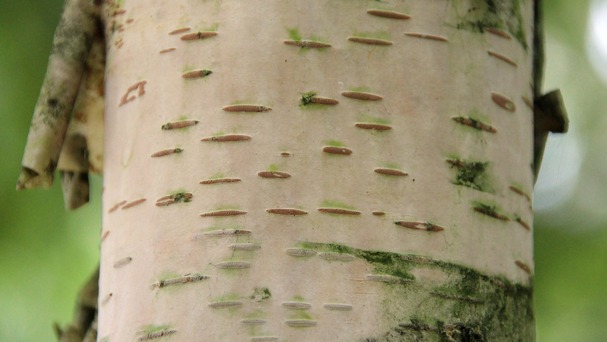 Betula ermanii 'Holland' bast