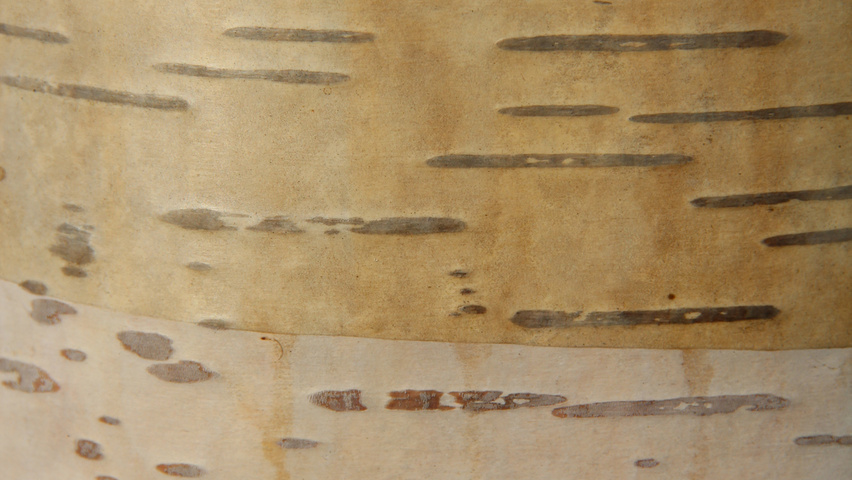 Betula ermanii 'Holland' bast