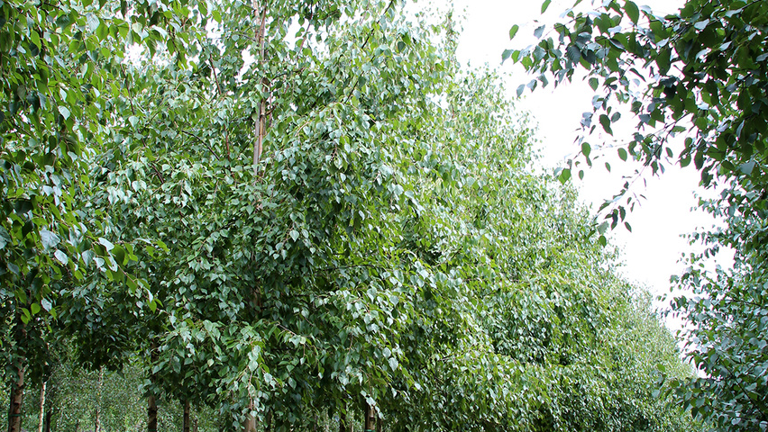 Betula ermanii 'Holland' hoogstam