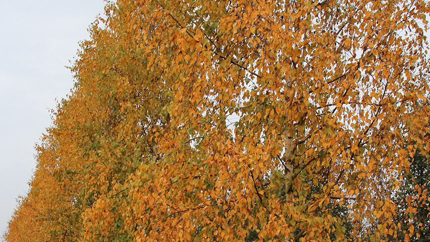 Betula ermanii 'Holland' hoogstam