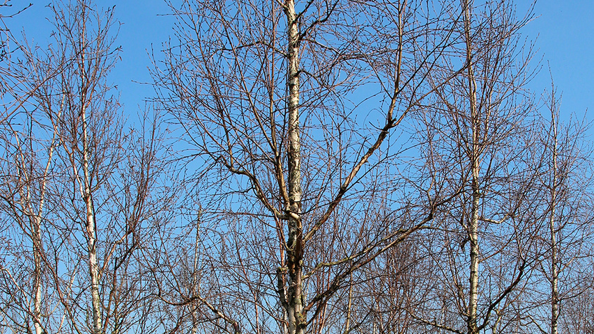 Betula ermanii 'Holland' hoogstam