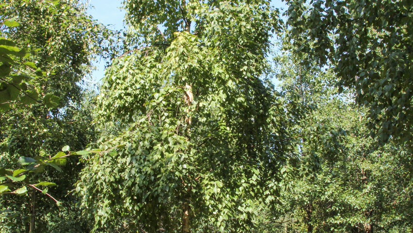Betula ermanii 'Holland' hoogstam