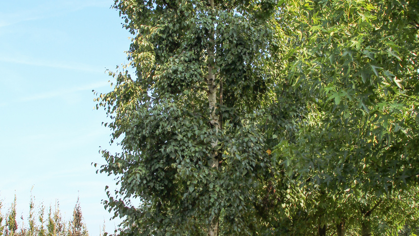 Betula ermanii 'Holland' hoogstam