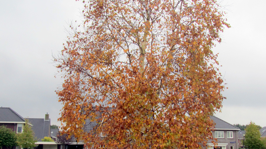 Betula ermanii 'Holland' hoogstam