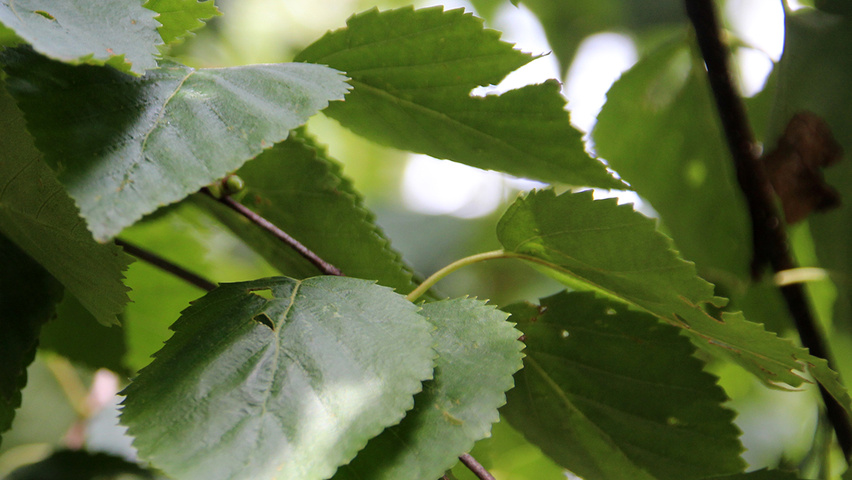 Betula ermanii 'Holland' blad