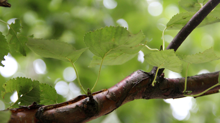Betula ermanii 'Holland' twijgen