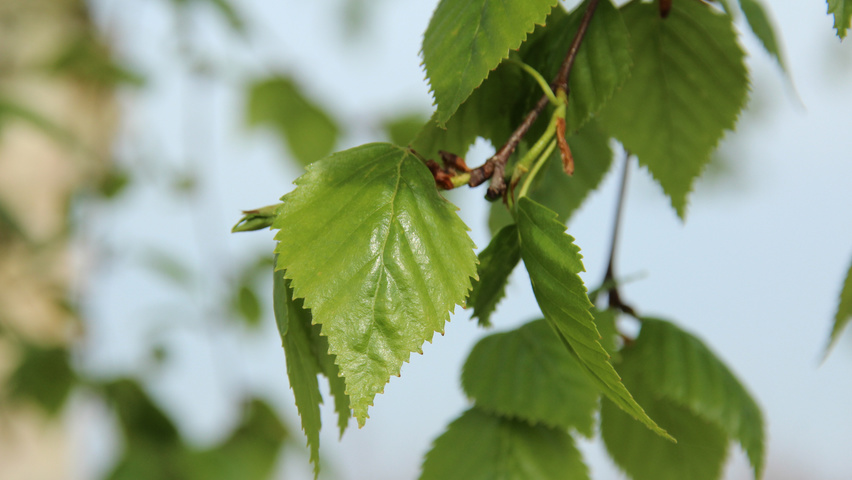 Betula ermanii liście
