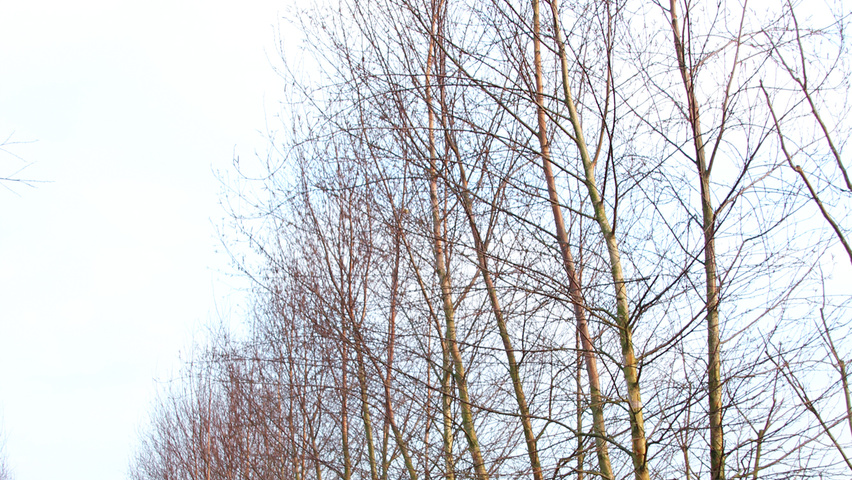 Betula ermanii wielopniowy