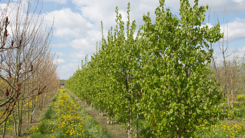 Betula ermanii wielopniowy