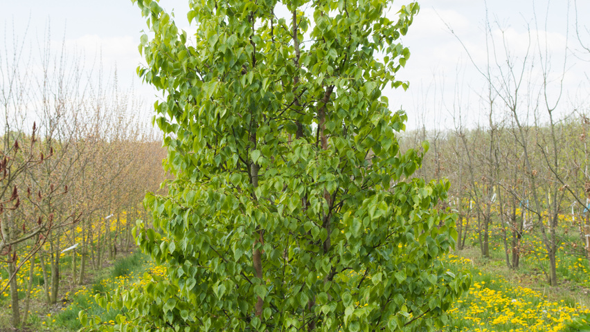 Betula ermanii wielopniowy