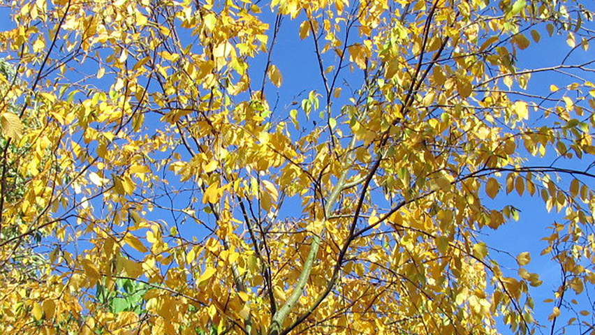 Betula lenta autumn leaves