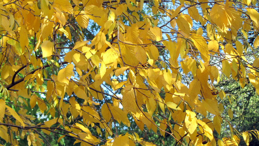 Betula lenta autumn leaves
