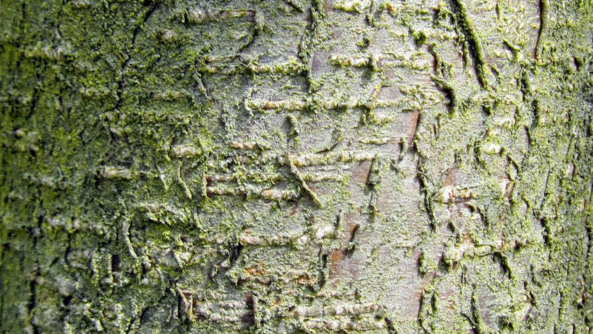 Betula lenta bark
