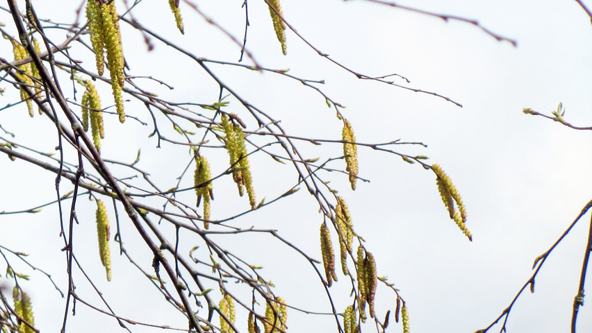Betula lenta flowers