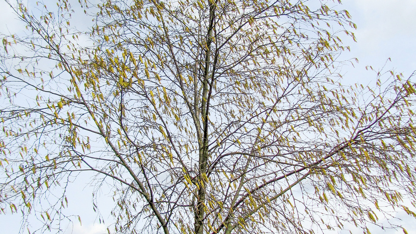 Betula lenta half-stem