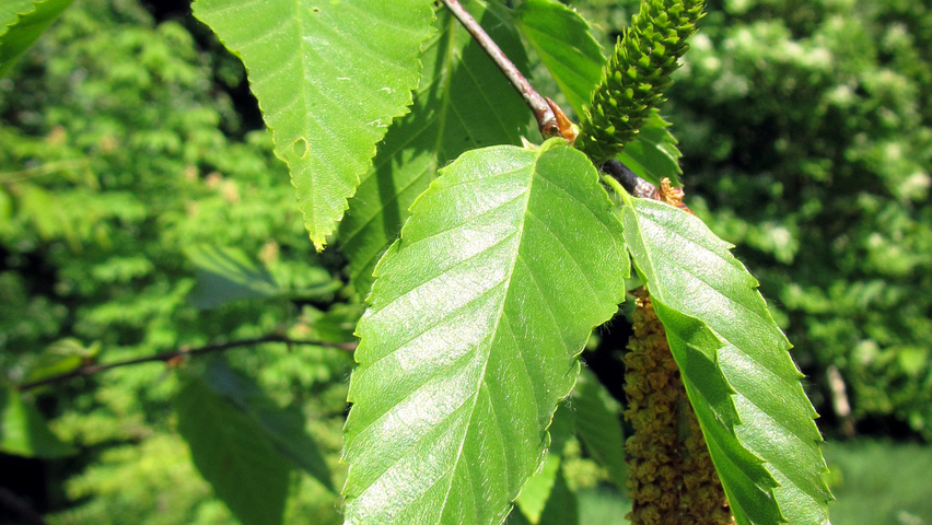 Betula lenta leaves