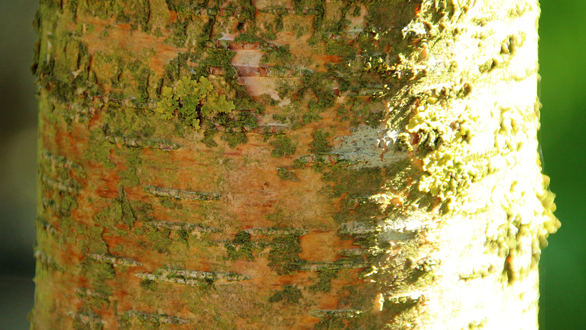 Betula maximowicziana bark