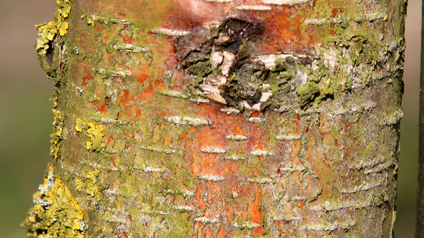 Betula maximowicziana bark