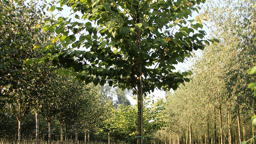 Betula maximowicziana standard tree