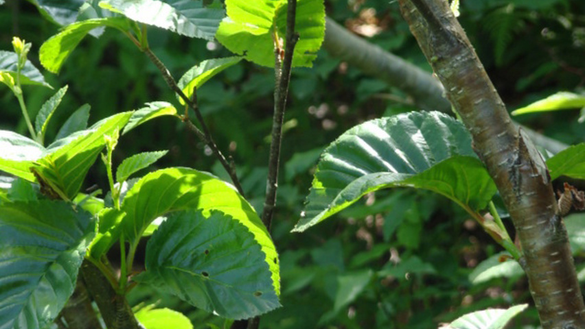 Betula medwediewii leaves