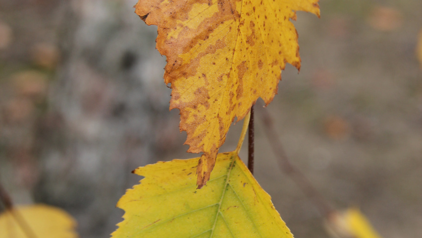 Betula nigra Herbstblatt