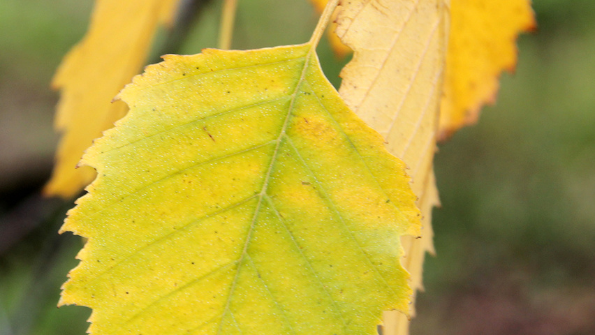 Betula nigra Herbstblatt
