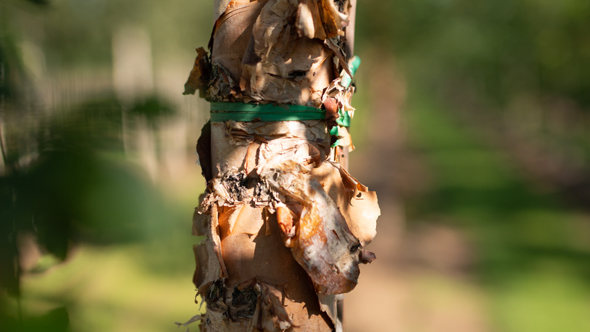 Betula nigra DURA-HEAT bark