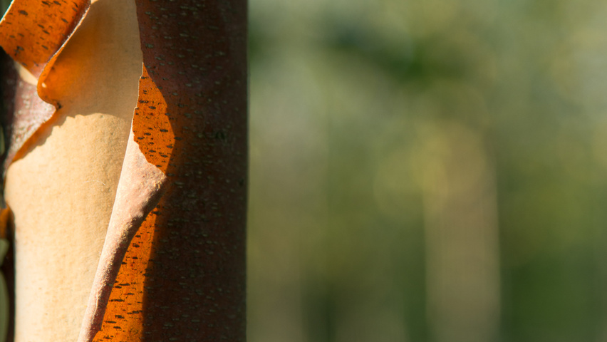 Betula nigra DURA-HEAT bark