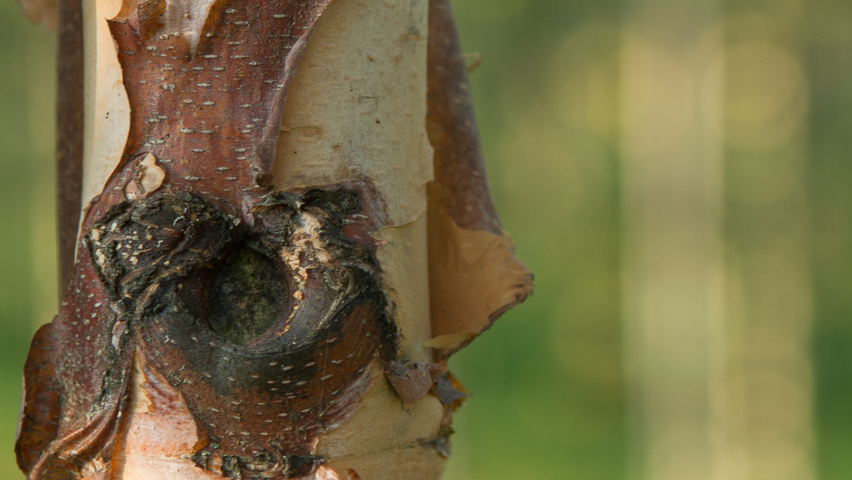Betula nigra DURA-HEAT bark