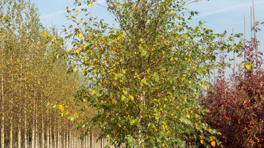 Betula nigra DURA-HEAT standard tree