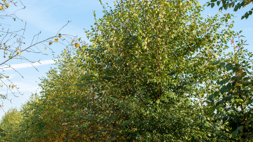 Betula nigra DURA-HEAT standard tree