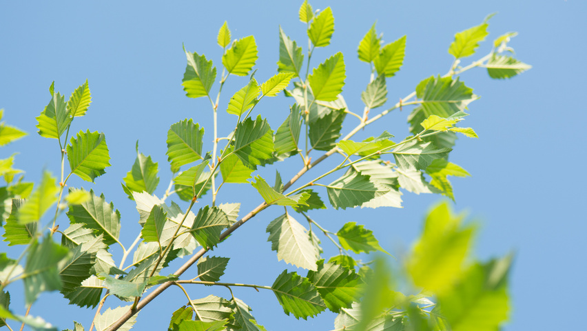 Betula nigra DURA-HEAT leaves
