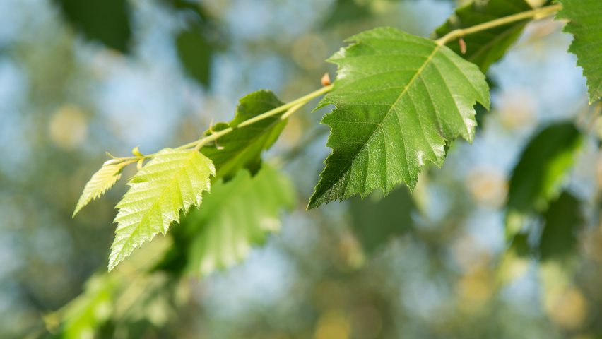 Betula nigra DURA-HEAT leaves