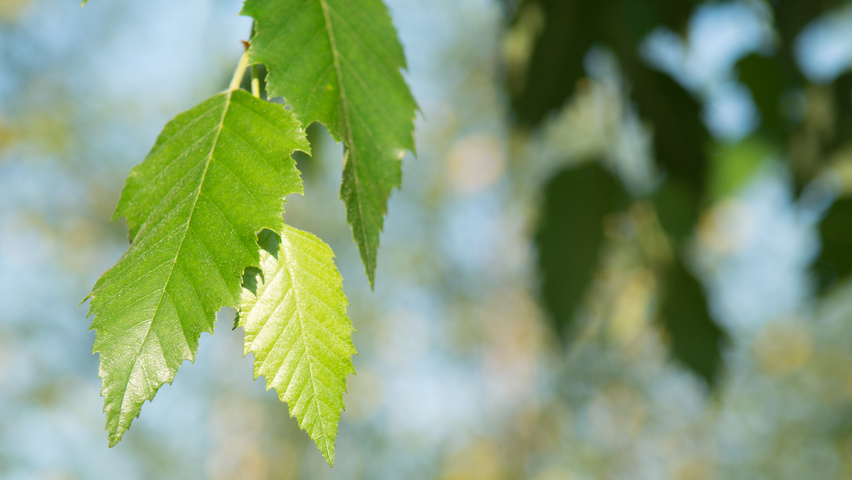 Betula nigra DURA-HEAT leaves
