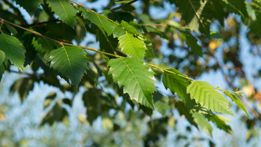 Betula nigra DURA-HEAT leaves