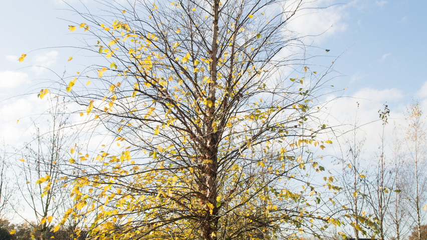 Betula nigra beveerd