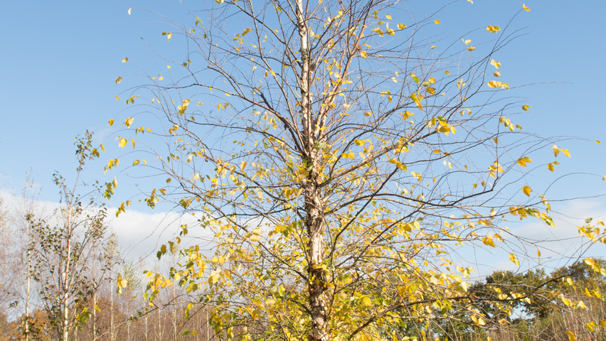 Betula nigra beveerd