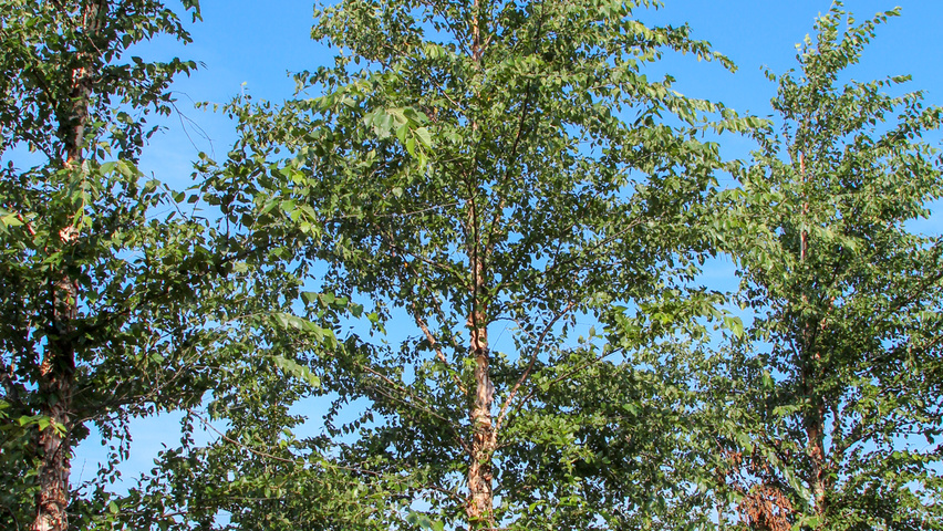 Betula nigra beveerd