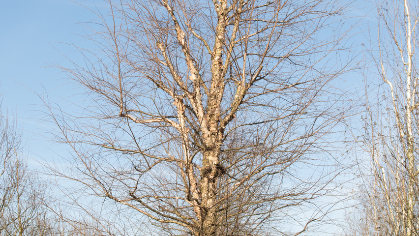 Betula nigra beveerd