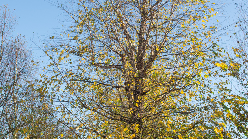 Betula nigra beveerd