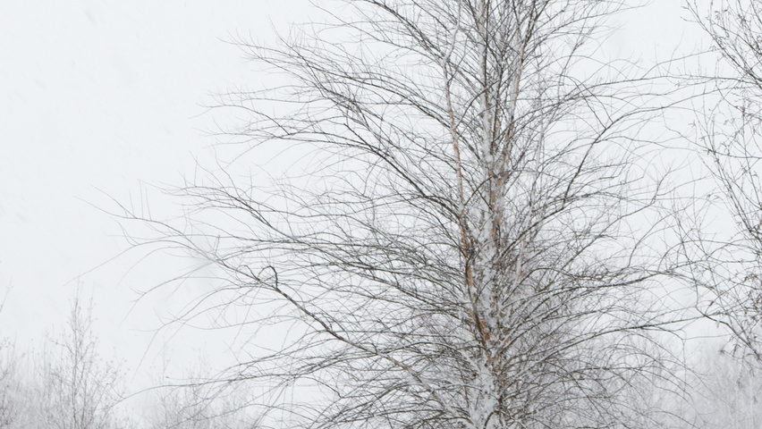 Betula nigra beveerd