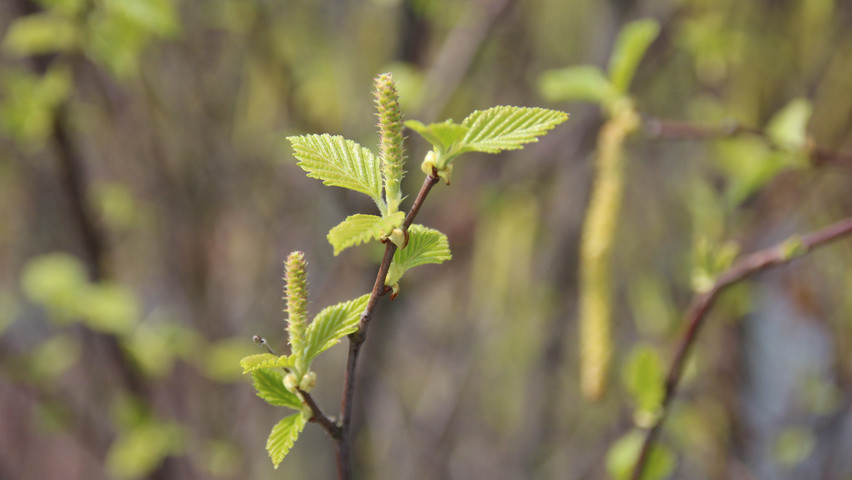Betula nigra bloem