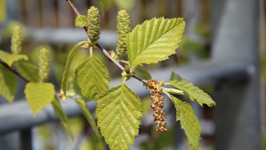 Betula nigra bloem