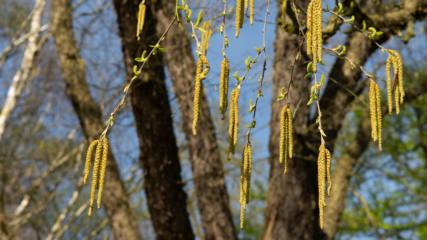 Betula nigra bloem