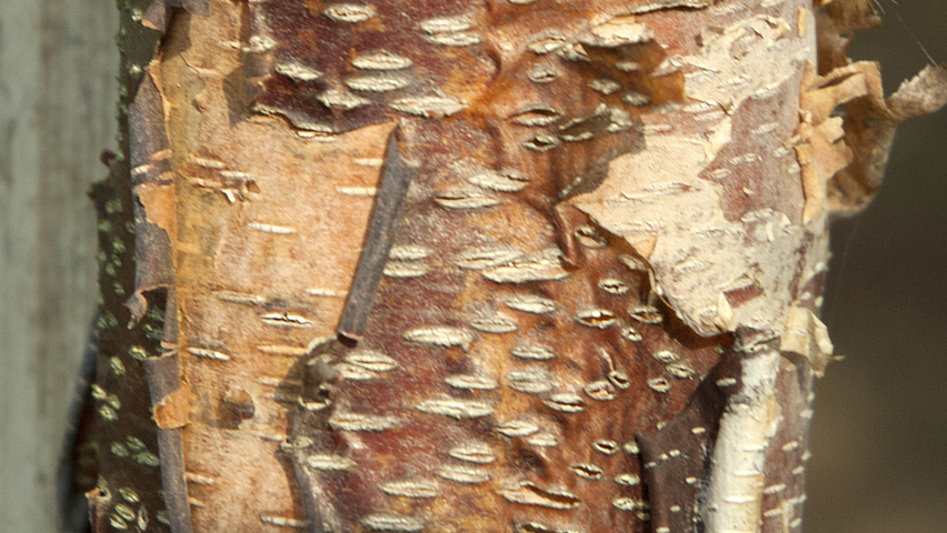 Betula nigra HERITAGE Rinden